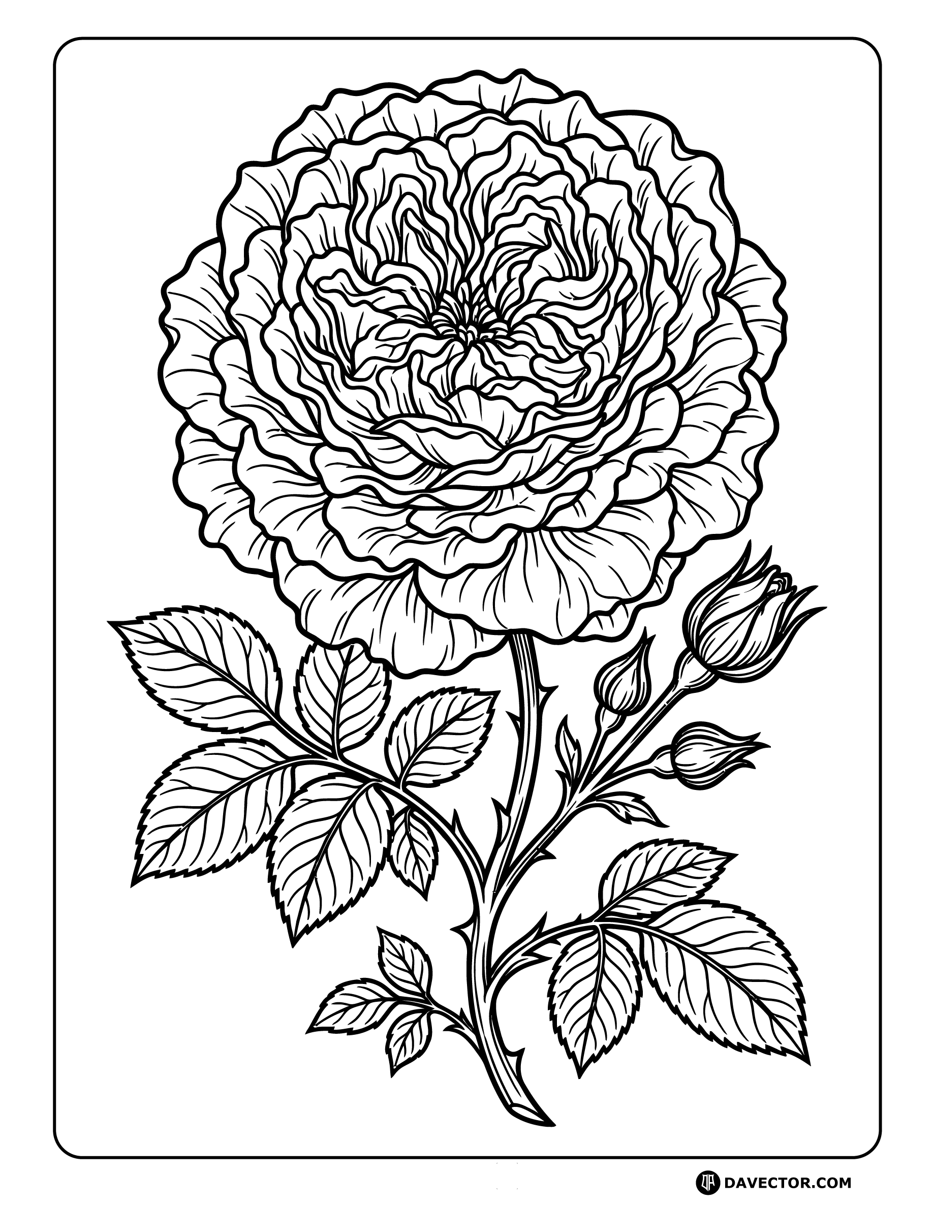 Vintage English Rose Line Art — free rose coloring page